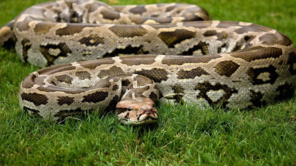 African Rock Python in Tanzania